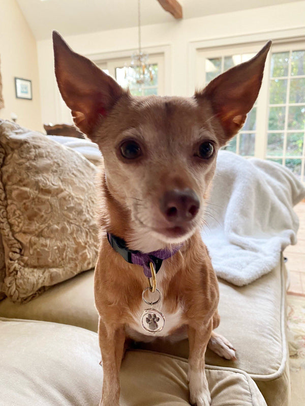 Catherine Angiel's Rescue Dog Wearing the Paw Pendant
